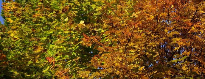 Being Medically Smart