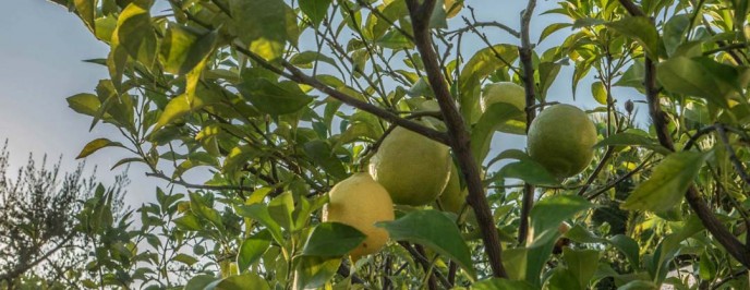 Suppression in Homeopathy Suppression in Homeopathy