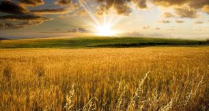 Homeopathy - A Short Introduction